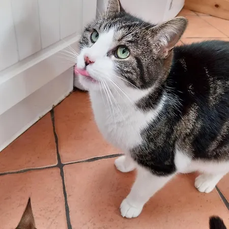 Felicity Cottage, W91 D1w3 Bed and breakfast Kiltegan