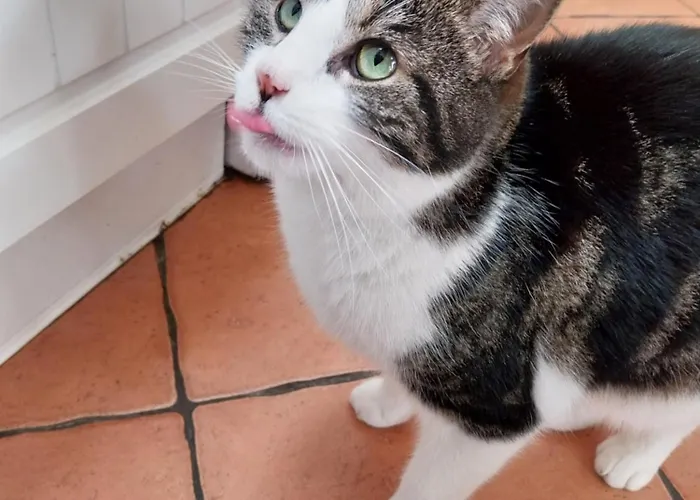 Felicity Cottage, W91 D1w3 Bed & Breakfast Kiltegan