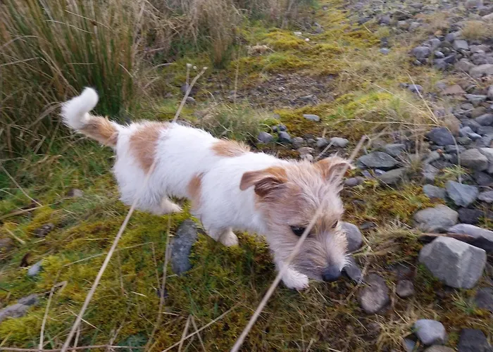 Felicity Cottage, W91 D1w3 Bed & Breakfast Kiltegan